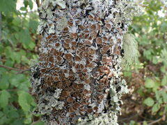 Parmelina carporrhizans