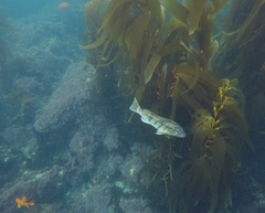 Paralabrax nebulifer