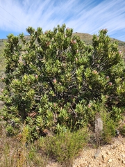 Protea laurifolia