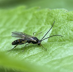 Ichneumonoidea