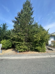 Pinus