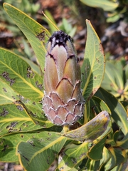 Protea laurifolia
