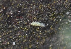 Eupteryx decemnotata