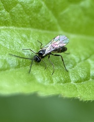 Ichneumonoidea