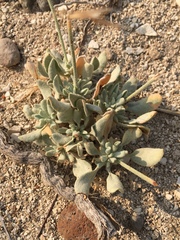 Eriogonum diatomaceum
