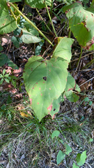 Reynoutria × bohemica