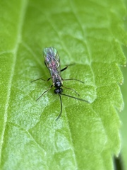 Ichneumonoidea