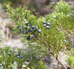 Juniperus sabina