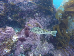 Paralabrax nebulifer