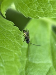 Ichneumonoidea