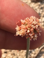 Eriogonum diatomaceum