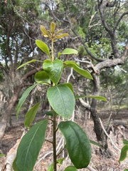 Pittosporum