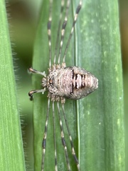 Dicranopalpus