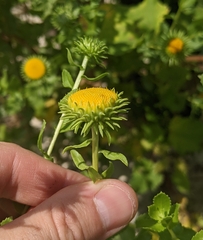 Grindelia nuda