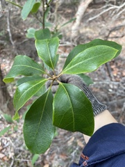 Pittosporum