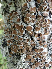 Parmelina carporrhizans