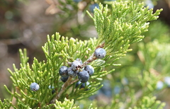 Juniperus sabina
