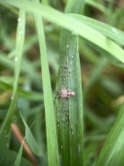 Dicranopalpus
