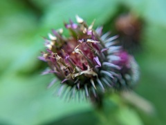 Arctium