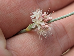 Eriogonum wrightii