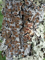 Parmelina carporrhizans