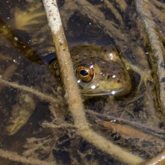 Lithobates catesbeianus