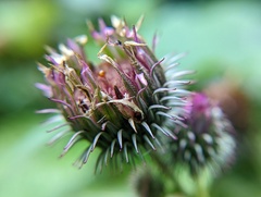 Arctium