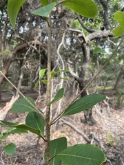Pittosporum