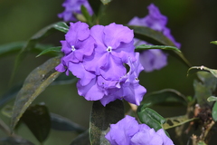 Brunfelsia