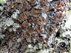 Parmelina carporrhizans