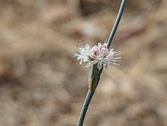 Eriogonum wrightii