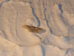 Idaea rusticata