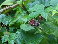 Arctium