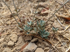 Eriogonum wrightii