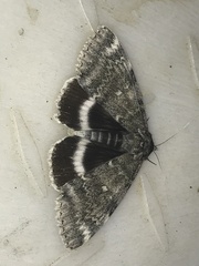 Catocala relicta