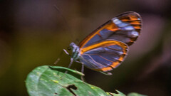 Oleria rubescens