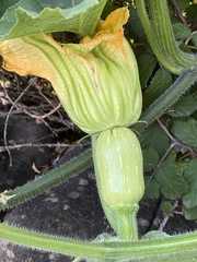 Cucurbita maxima