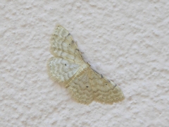 Idaea fuscovenosa