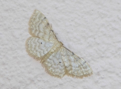 Idaea fuscovenosa