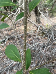 Pittosporum
