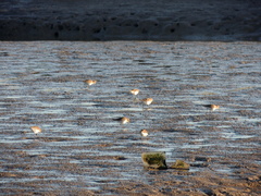 Calidris fuscicollis