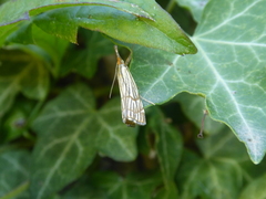 Chrysocramboides craterella