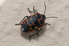 Eurydema eckerleini