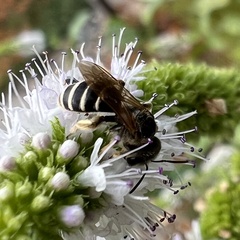 Halictus rubicundus
