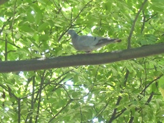 Columba oenas