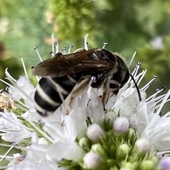 Halictus rubicundus