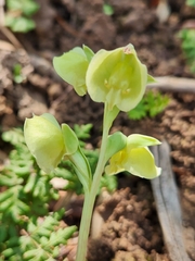 Pterygodium catholicum