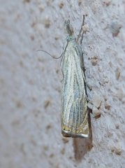 Chrysoteuchia culmella