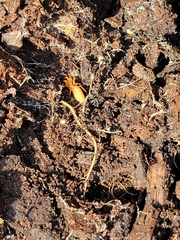 Dysdera crocata