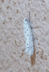 Yponomeuta padella